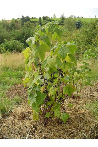 Компактний кущ смородини чорної Фараон